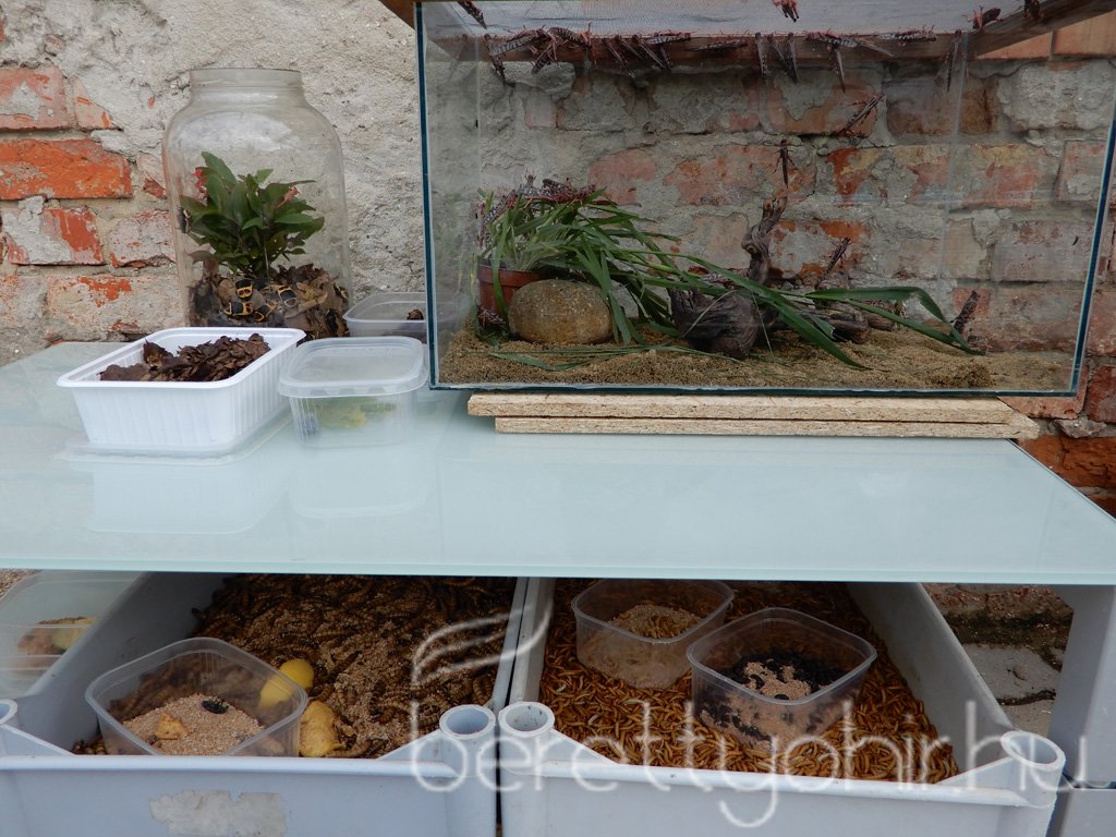 10 éves a Pethouse állatorvosi rendelő 04